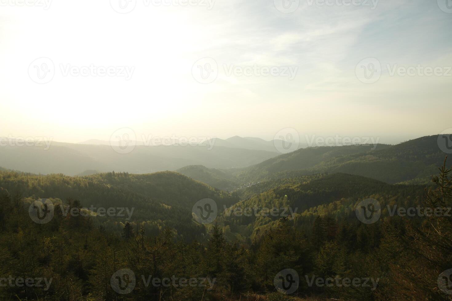 A view of a forest photo
