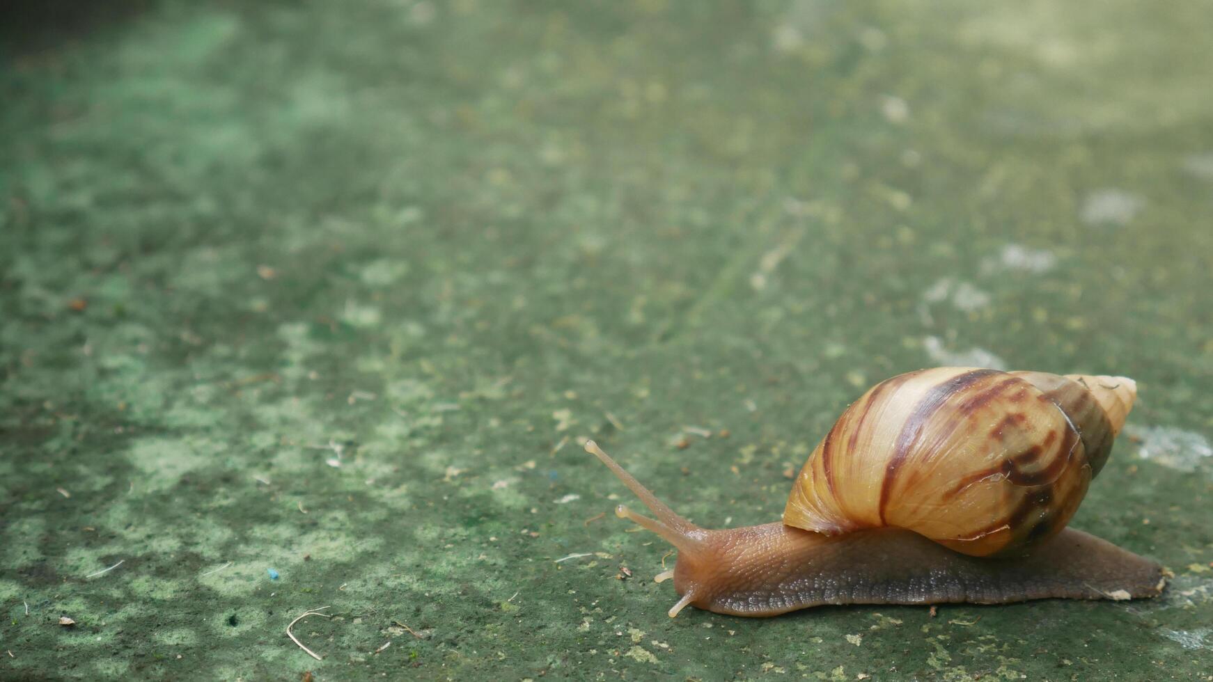 close up of snail on green surface, showcasing its shell and body. photo