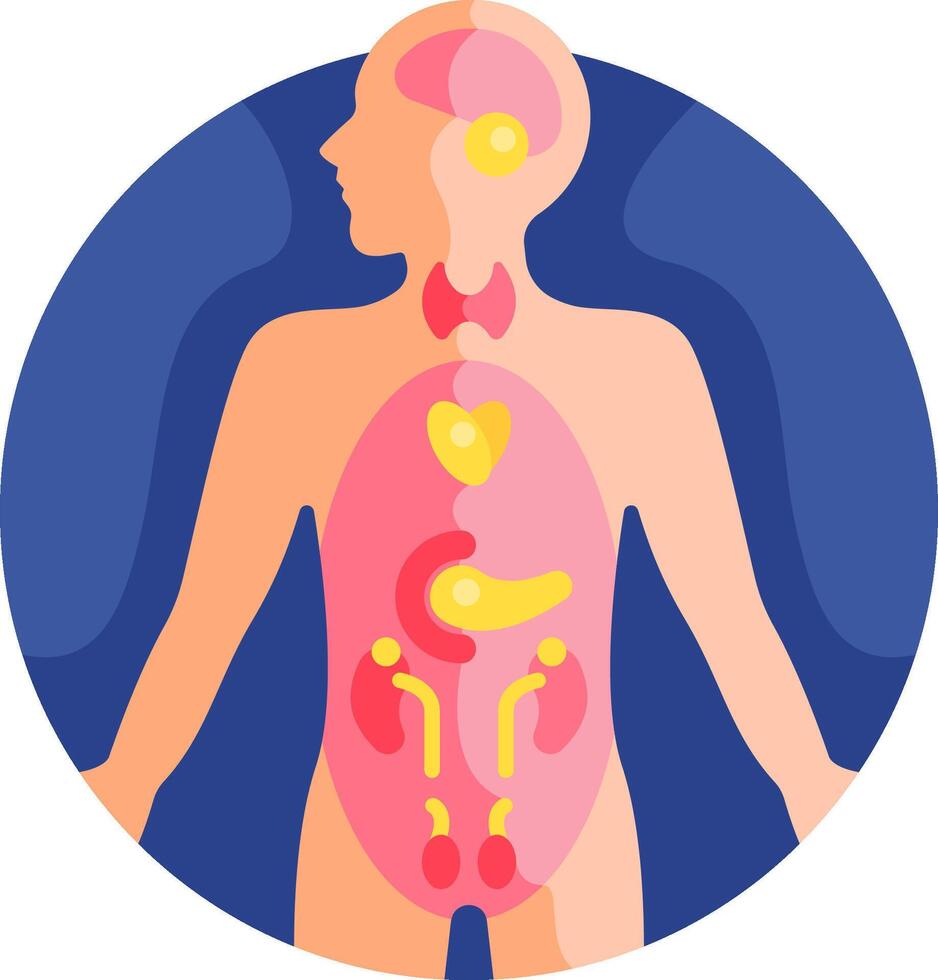 The human body is shown in a flat design vector