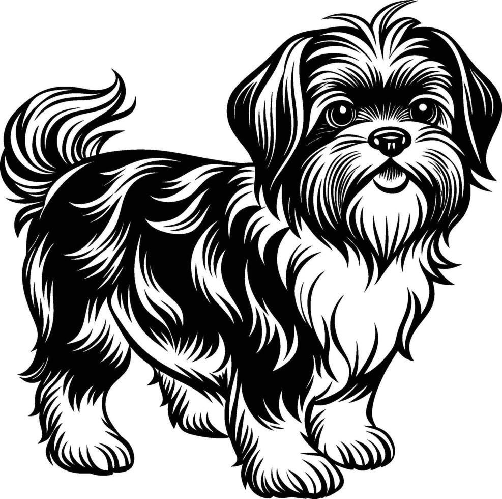 Shih tzu dog vector