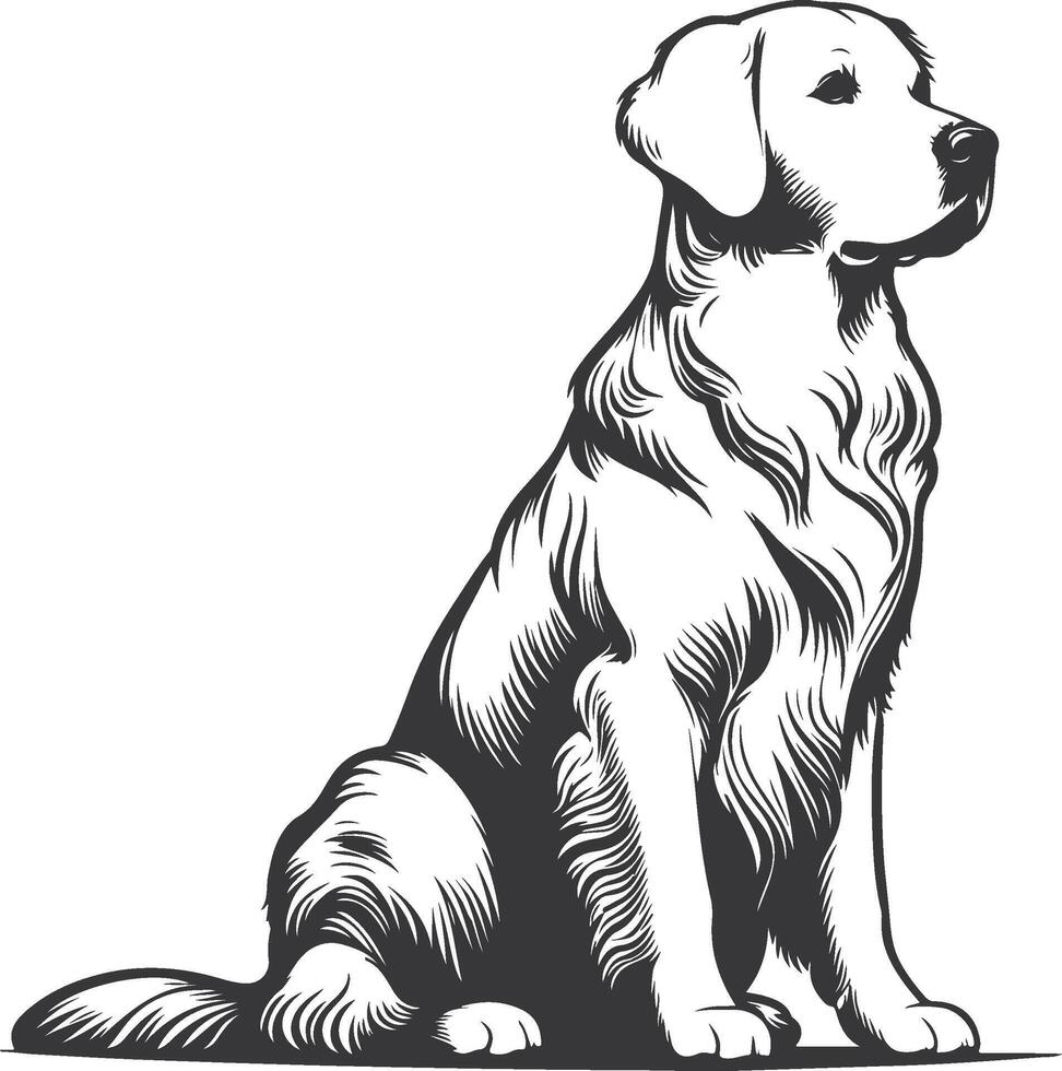drawing of a golden retriever vector