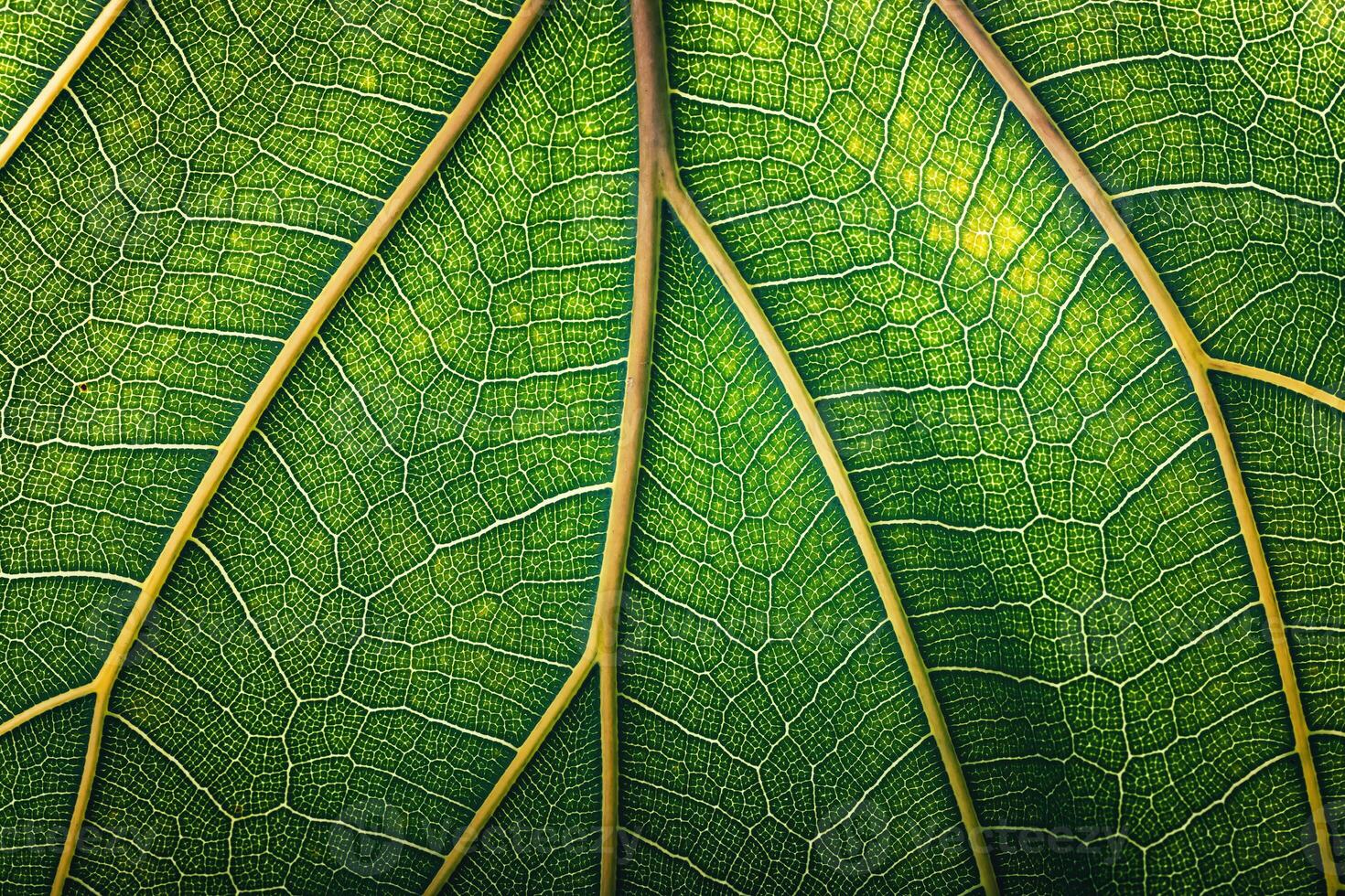 green fiddle leaf fig tree, plant macro shot for eco products background photo
