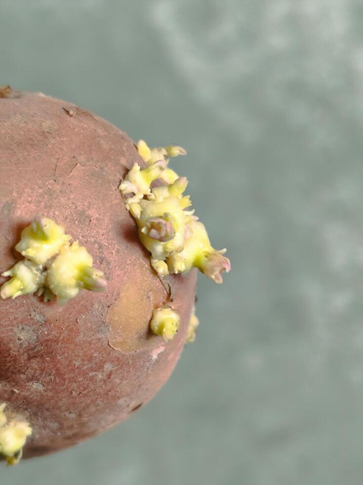 Best Practices for Growing Potatoes at Home photo