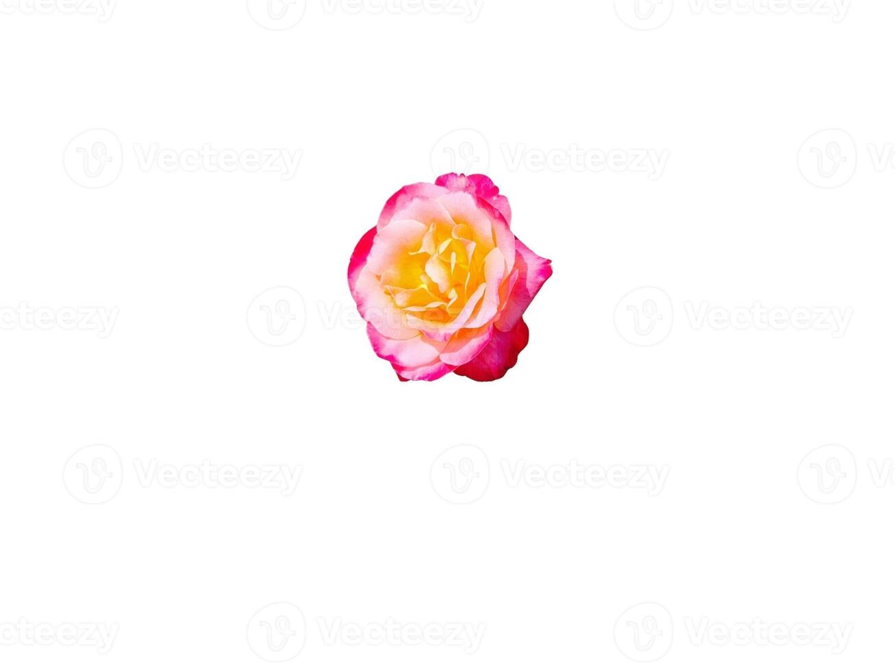 A single rose is shown on a white background photo