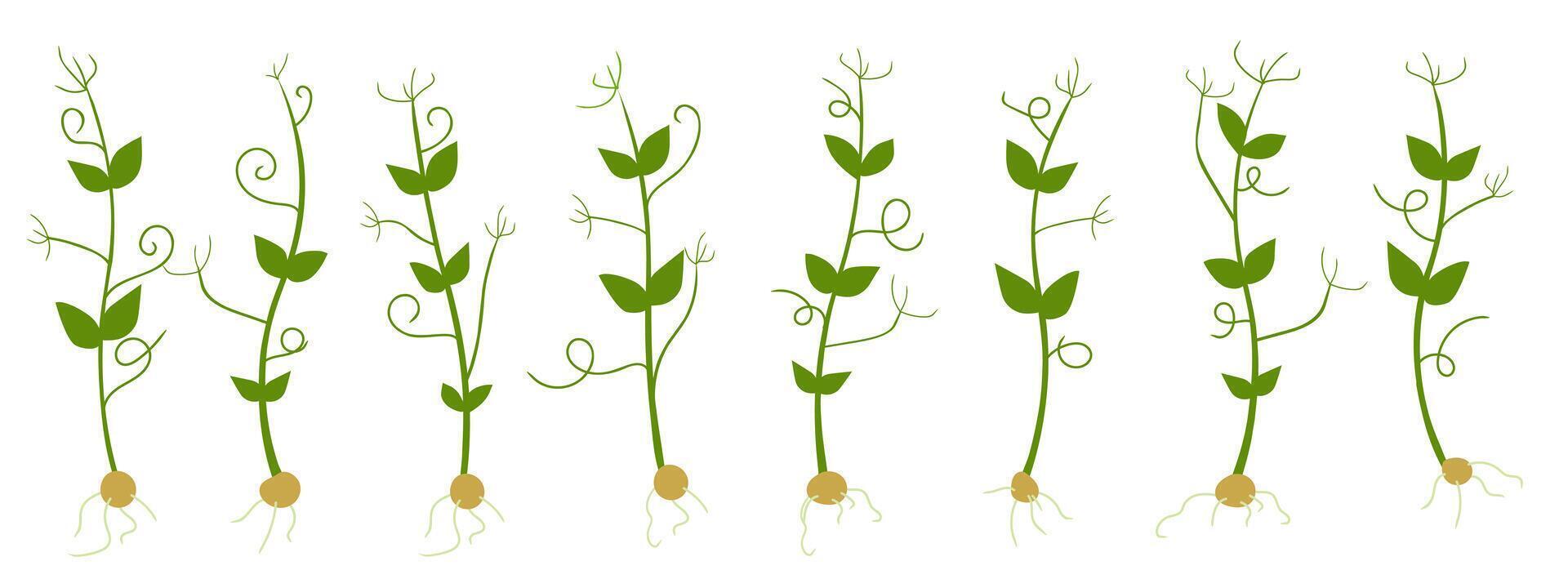 Set of pea sprouts isolated on white background vector
