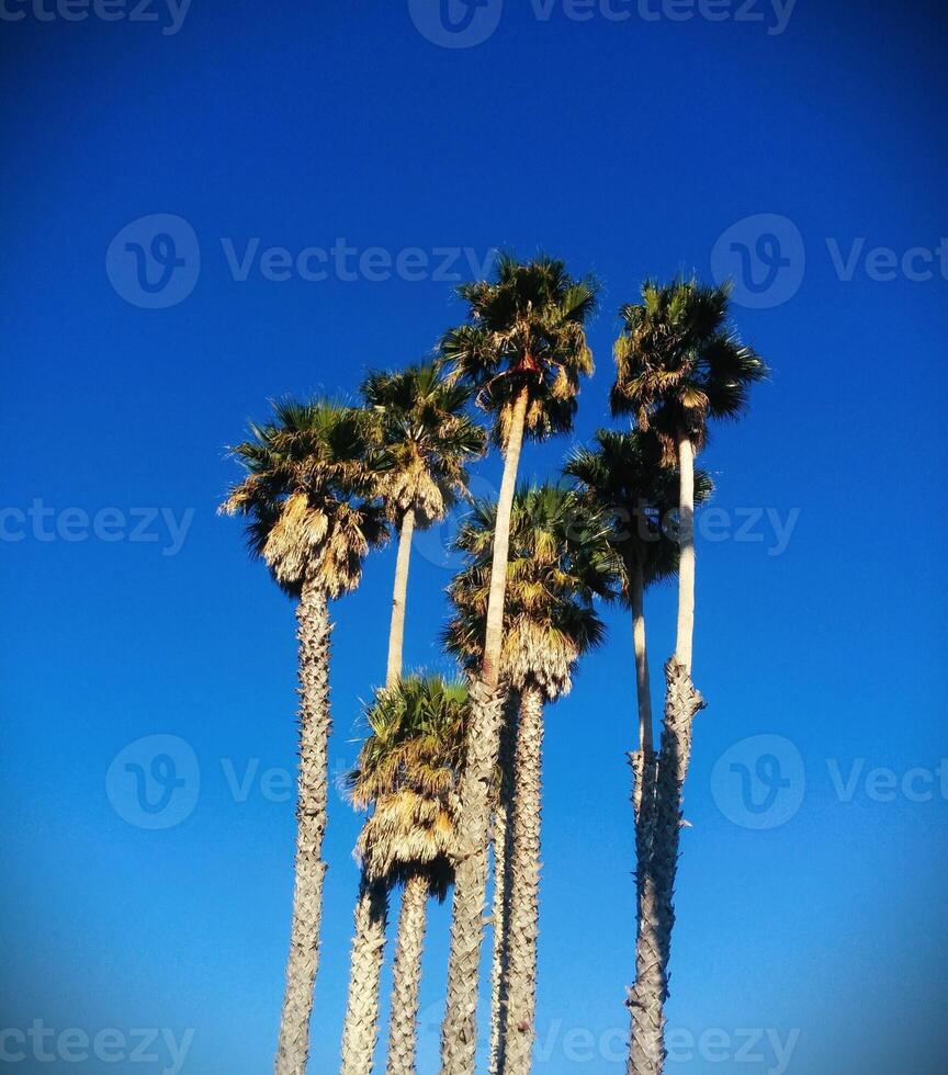 Palm trees against a blue sky photo