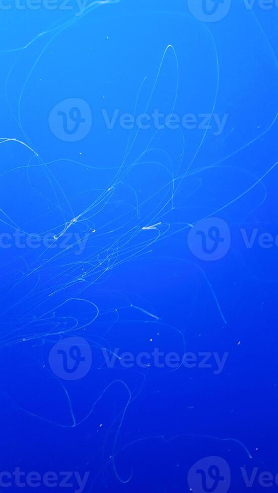 A blue ocean with a lot of fish swimming around photo