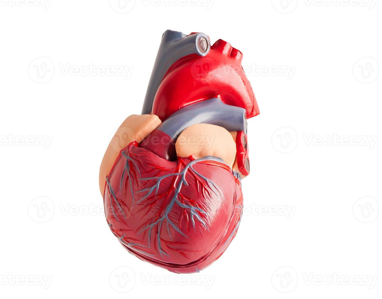 Model of the human heart isolated on white background with clipping path, Cardiovascular disease CVD. photo