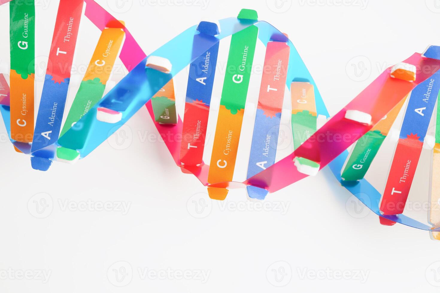 DNA molecule spiral structure model isolated on white background, chromosome and gene chemical science biology. photo
