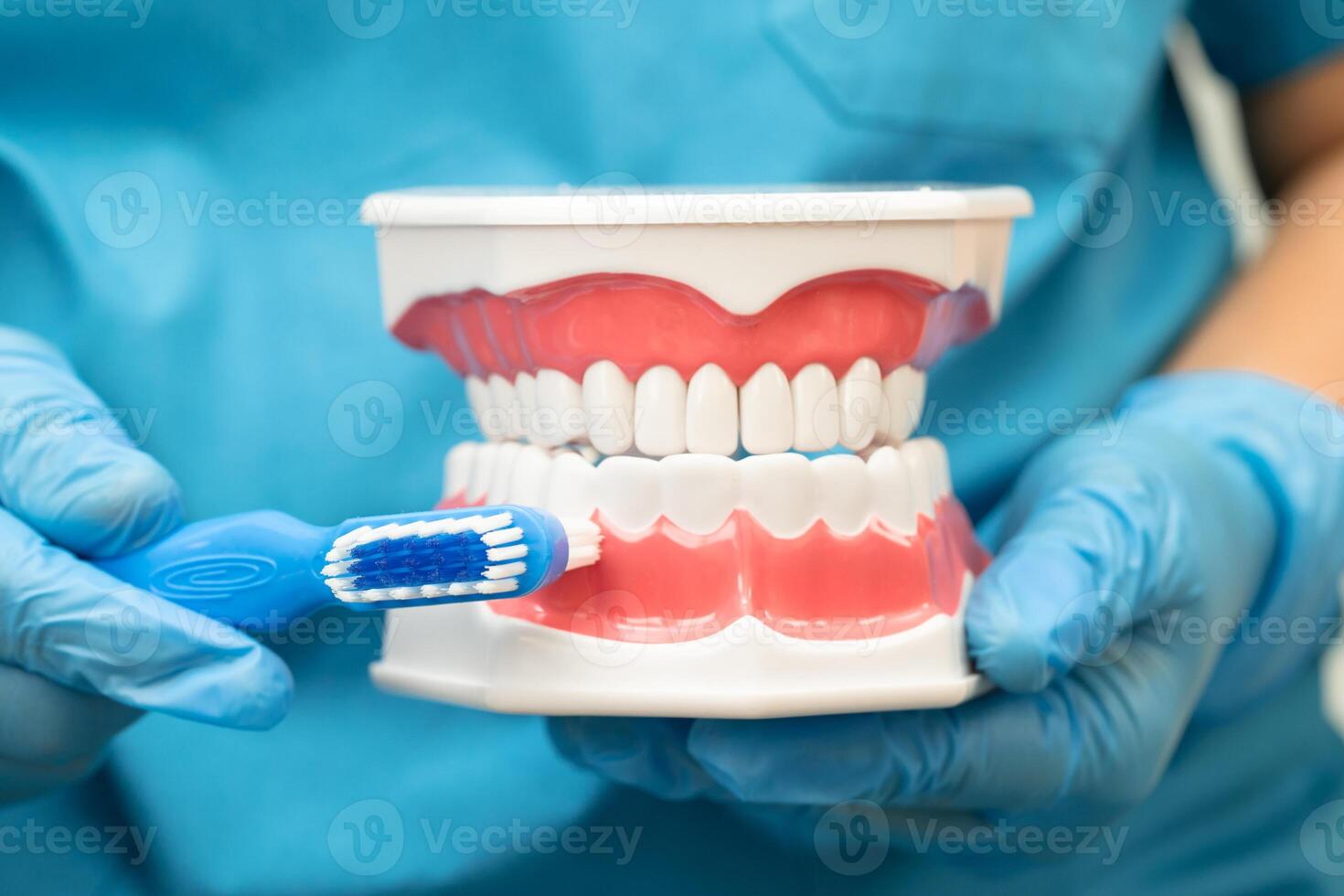 Asian dentist cleaning teeth of human dental model with tooth brush for patient and studying about dentistry. photo