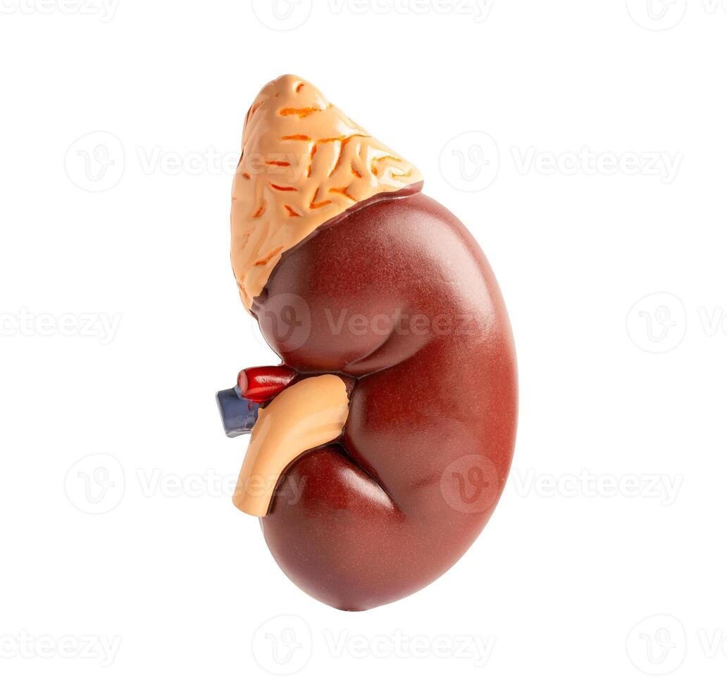 Model of human kidney isolated on white background with clipping path, Chronic Kidney Disease CKD. photo