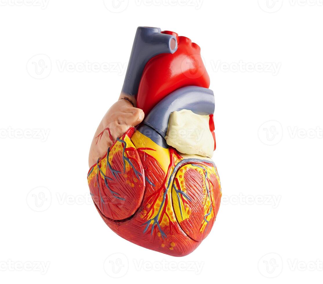Model of the human heart isolated on white background with clipping path, Cardiovascular disease CVD. photo
