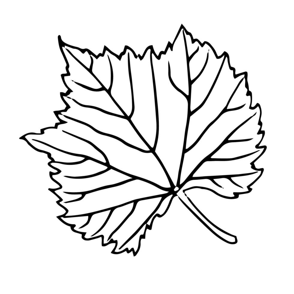 Grape leaves. Hand drawn line doodle illustration. Best for poster, banner, recipe card, menu, food package design vector