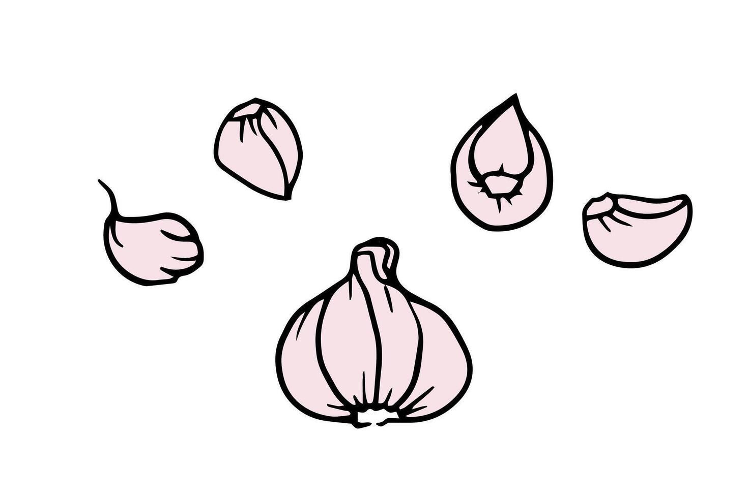 Hand drawn doodle illustration of five garlic cloves, with one whole clove isolated on white. for culinary, botanical, poster, banner, recipe card, food package design vector