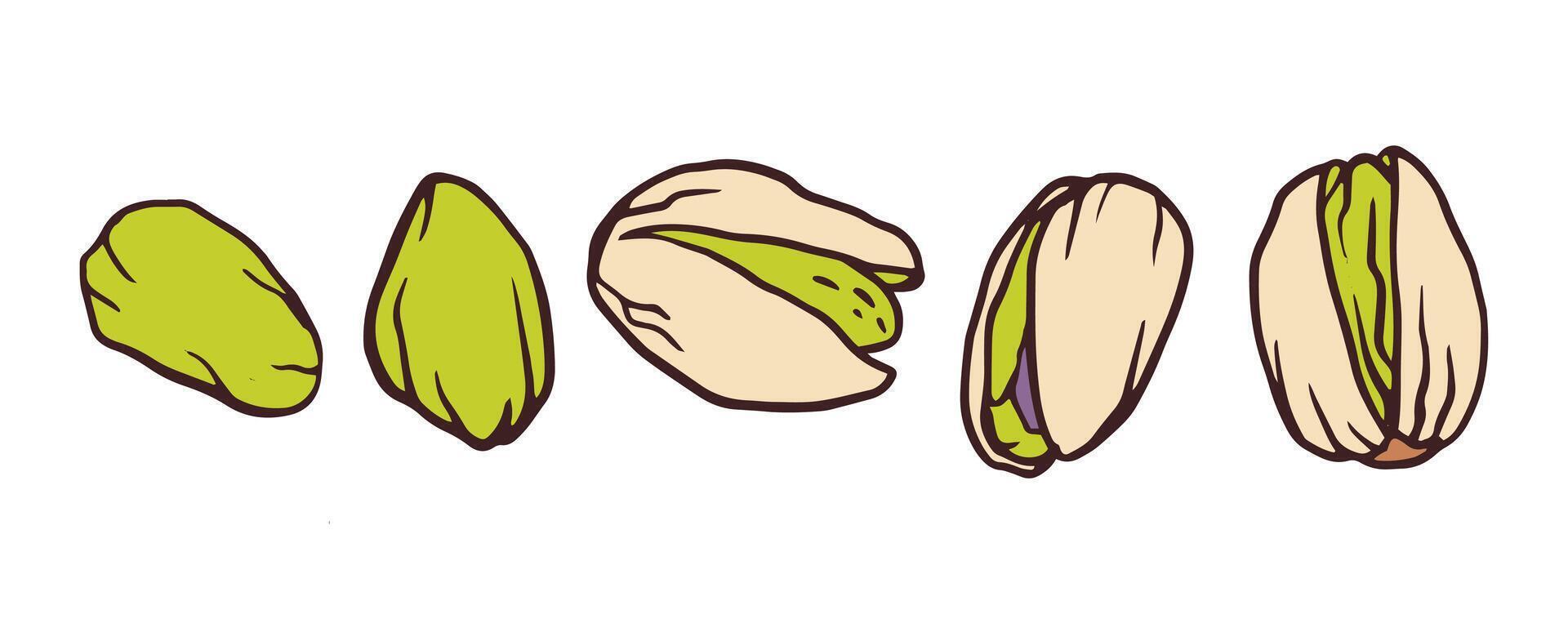 Pistachio. Delicious tasty nuts snack, raw nuts in shell doodle illustration set. Crunchy pistachio nuts on white for package, menu, recipe, cookbook design vector