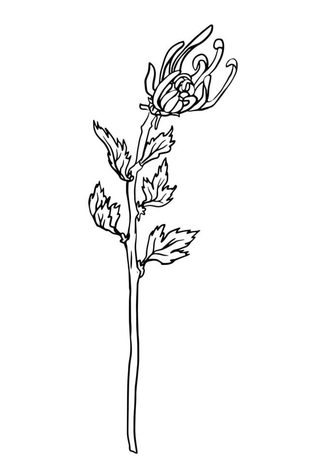 Elegant linear chrysanthemum flowers, intricately sketched in black and white. This detailed illustration is isolated on white, ideal for posters, banners, floral designs, flyers vector