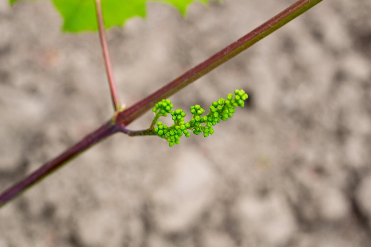 Unripe green grape, fruit of the vine in june, natural background photo