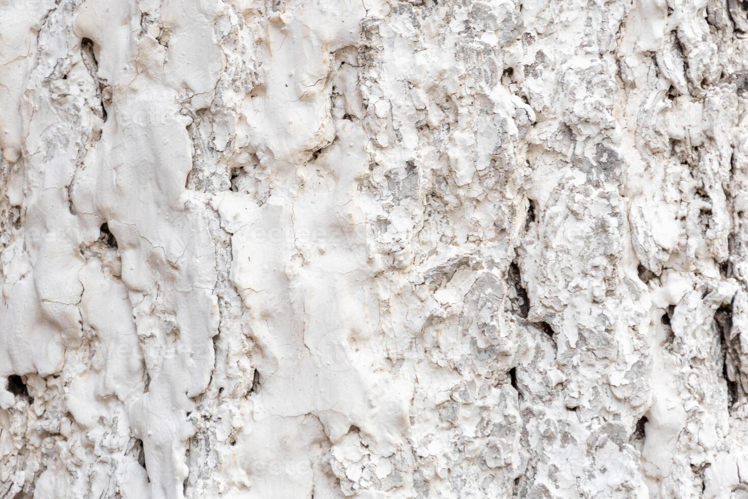 Whitewashed tree bark background, texture photo