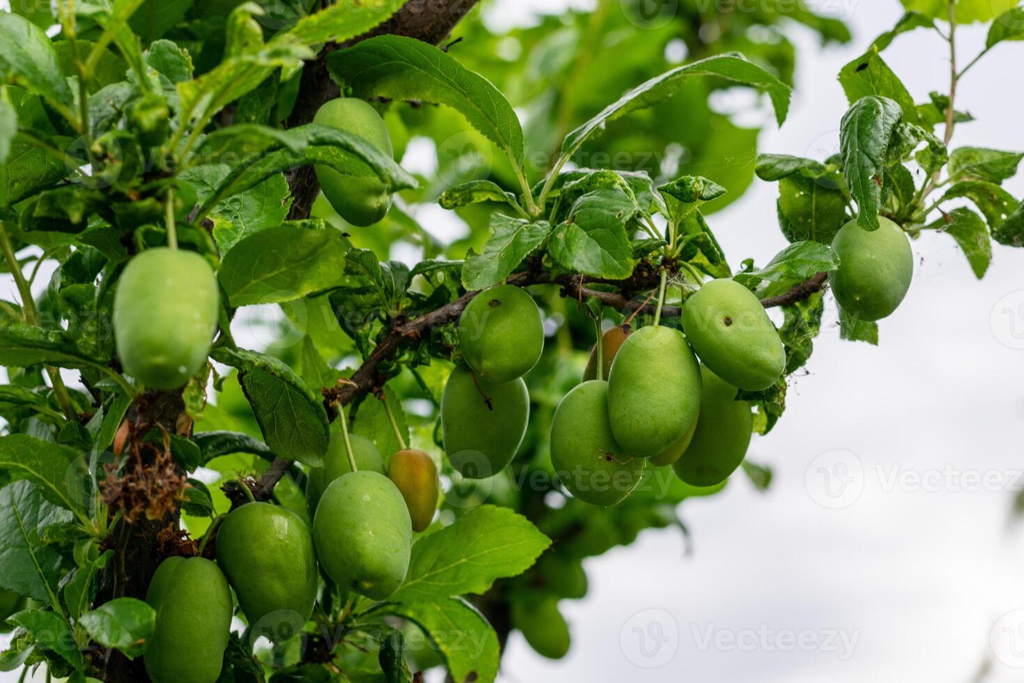 Raw green plums on branch in tree photo
