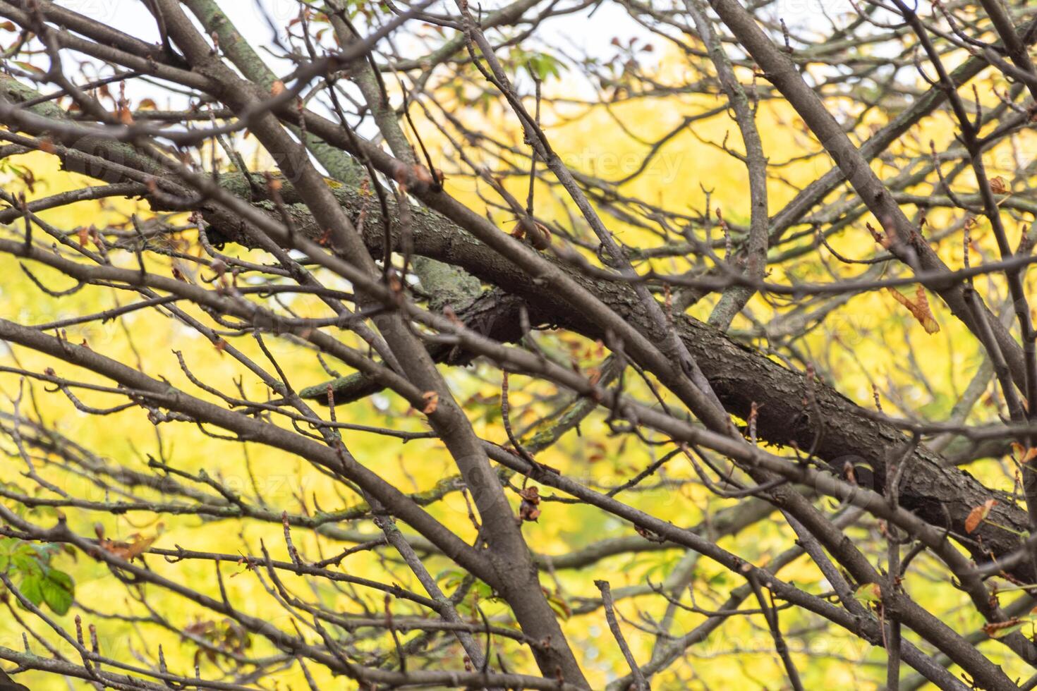 Natural autumn frame with branches on yellow background photo