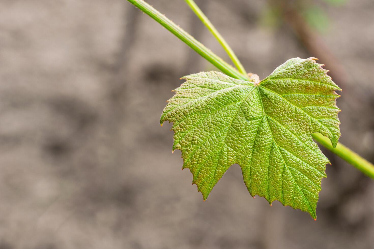 Young green vine leaf, natural green background with space for writing photo