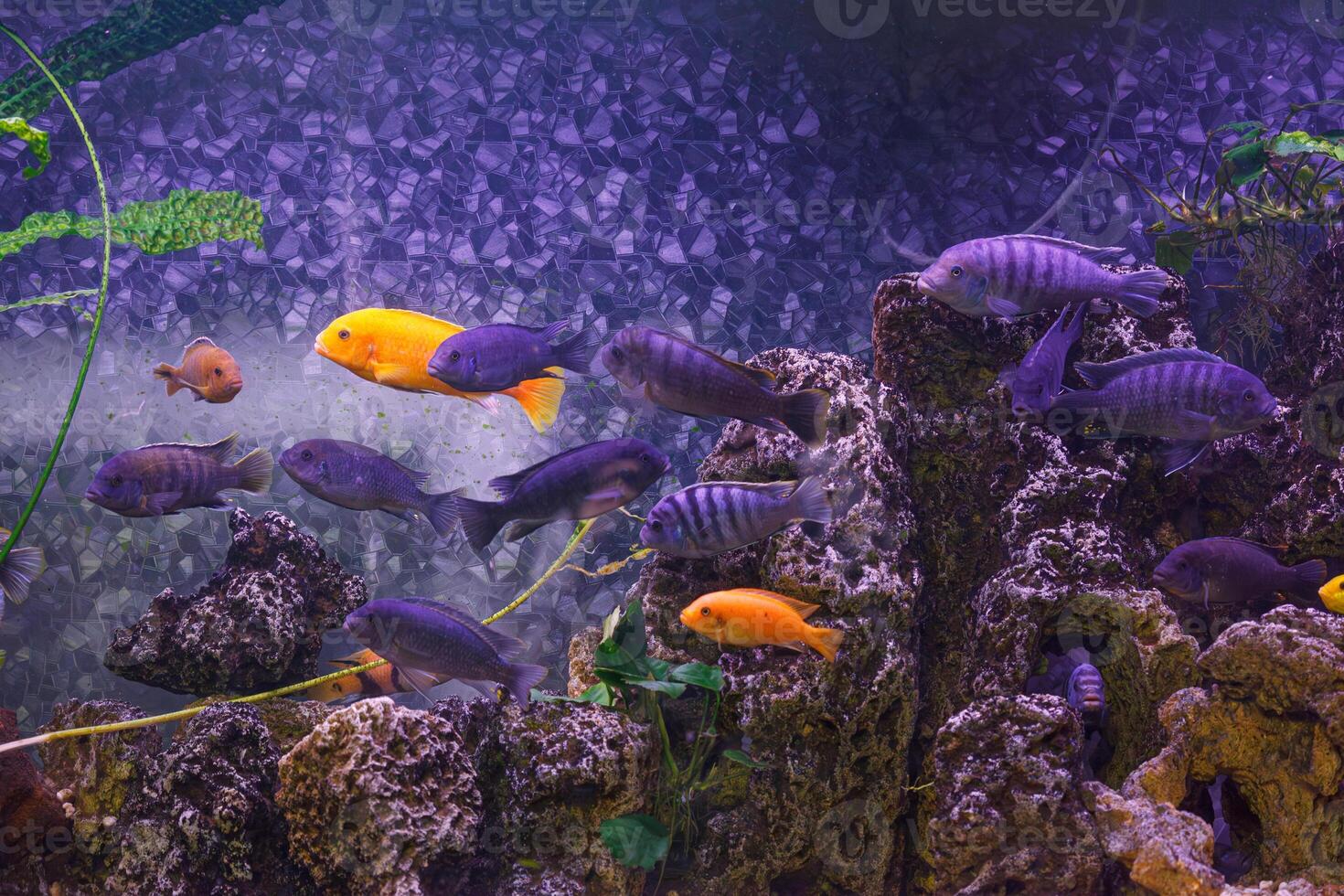 underwater photography of fish Maylandia estherae and Protomelas fenestratus photo