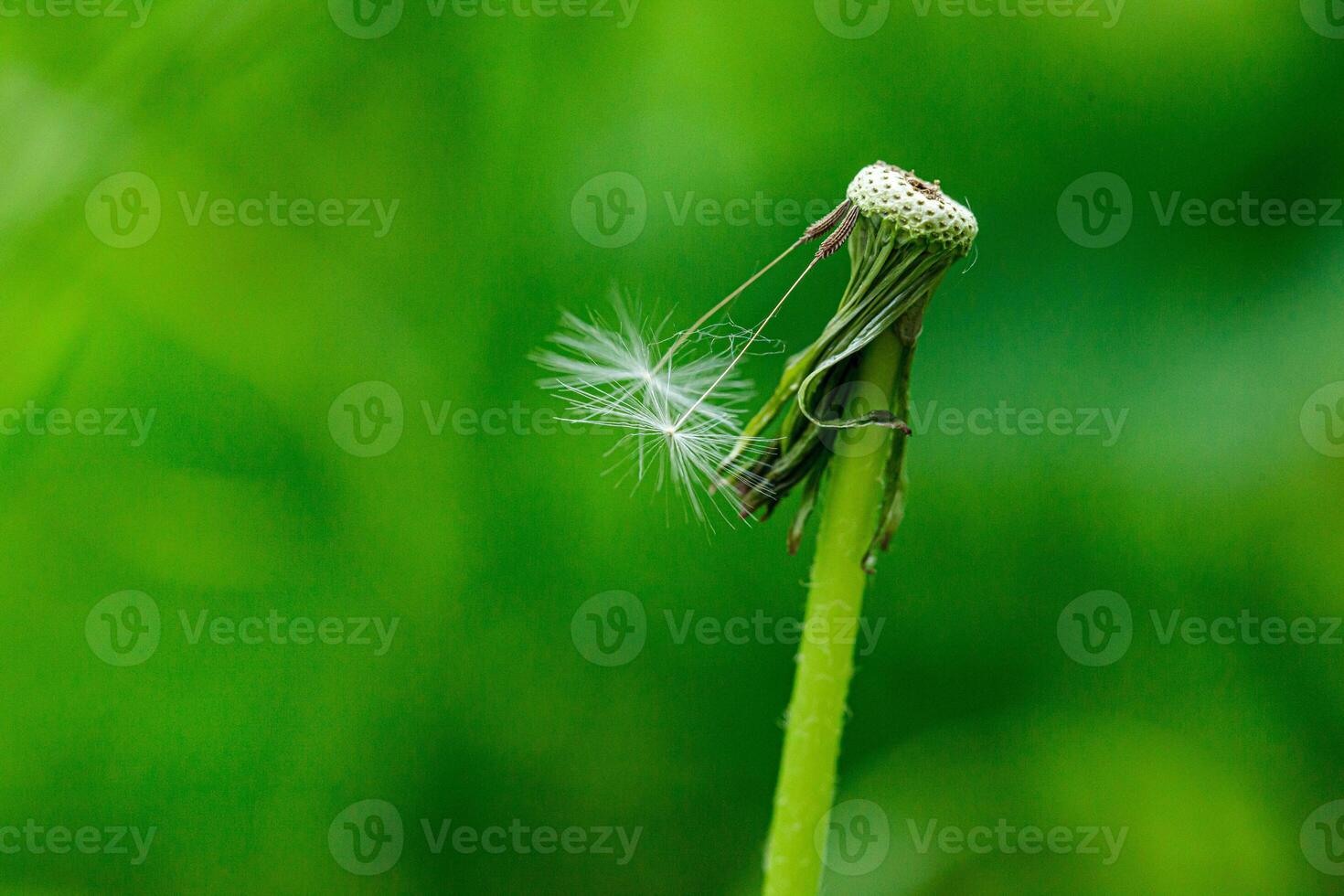 dandelion on a background of green gras photo