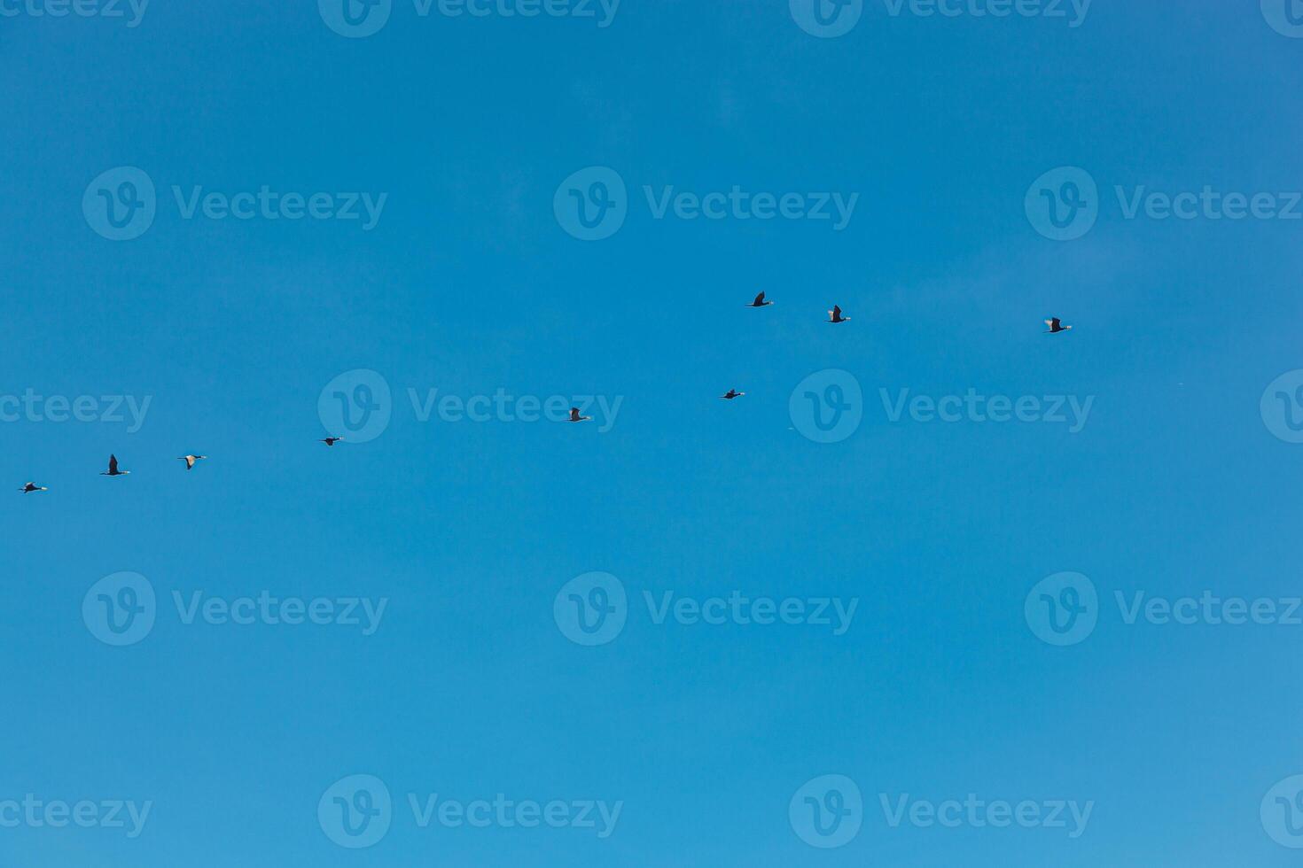 a flock of birds flying in the blue sky photo