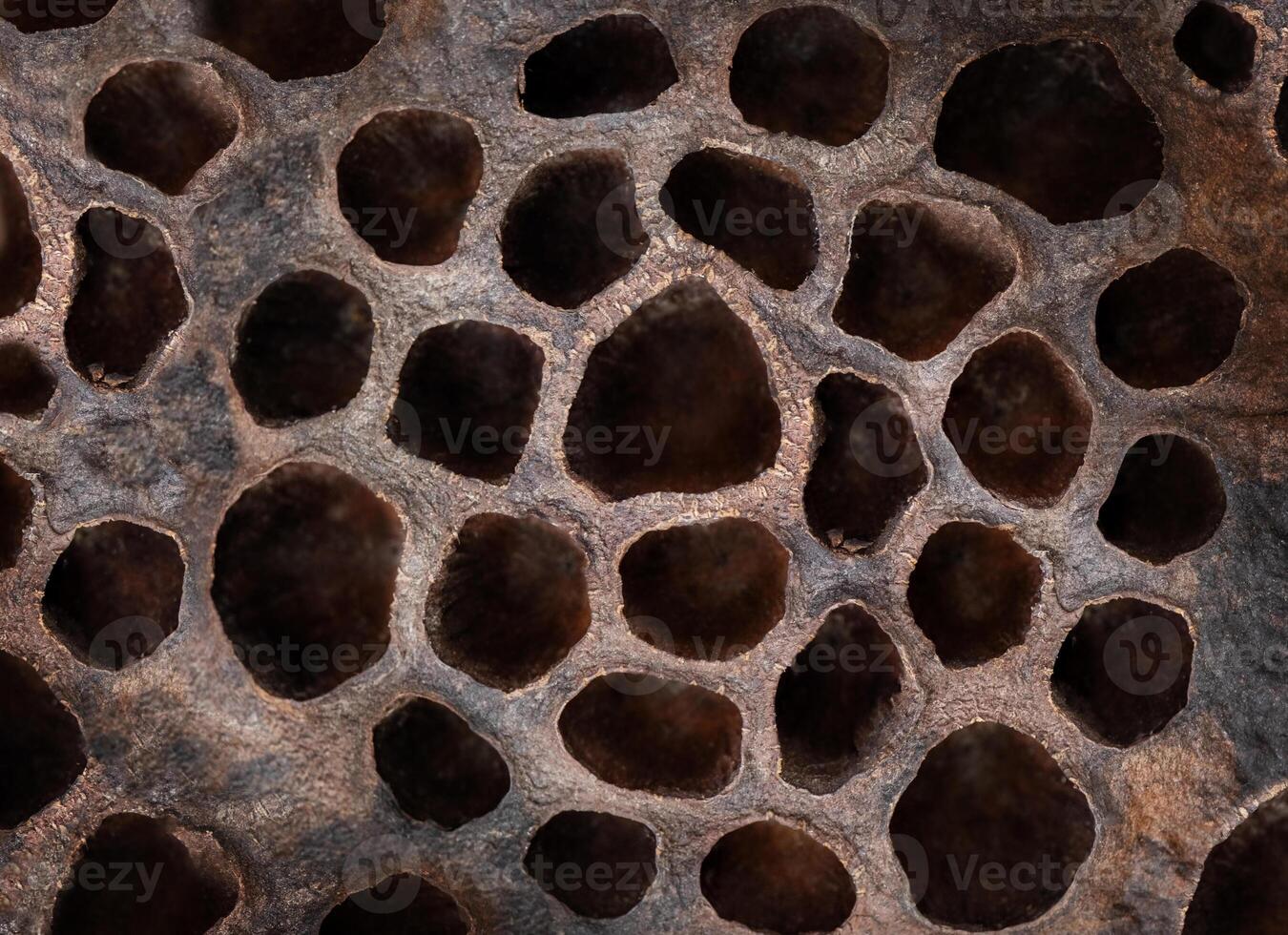 Macro photography. Abstract background dry lotus flower photo