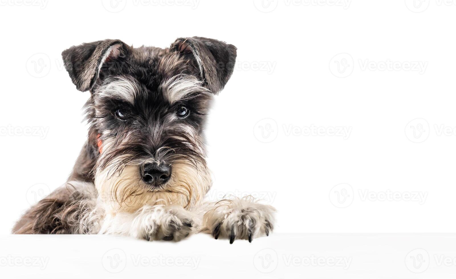 Miniature schnauzer puppy peeking out from behind a poster with copy space isolated photo