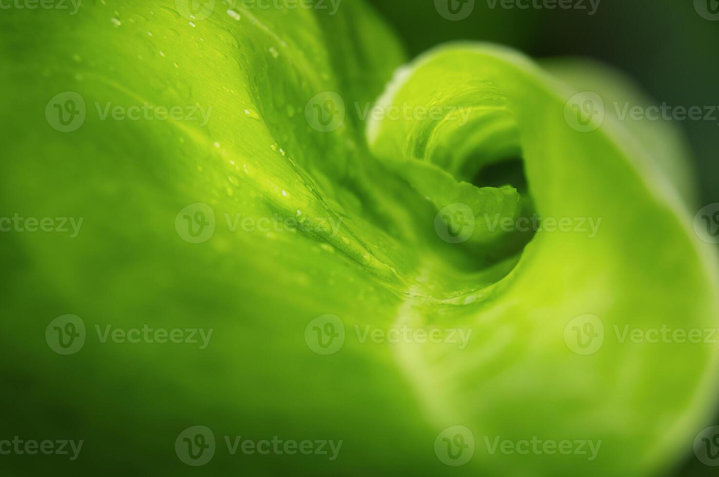The palm leaf curls. Abstract nature background photo