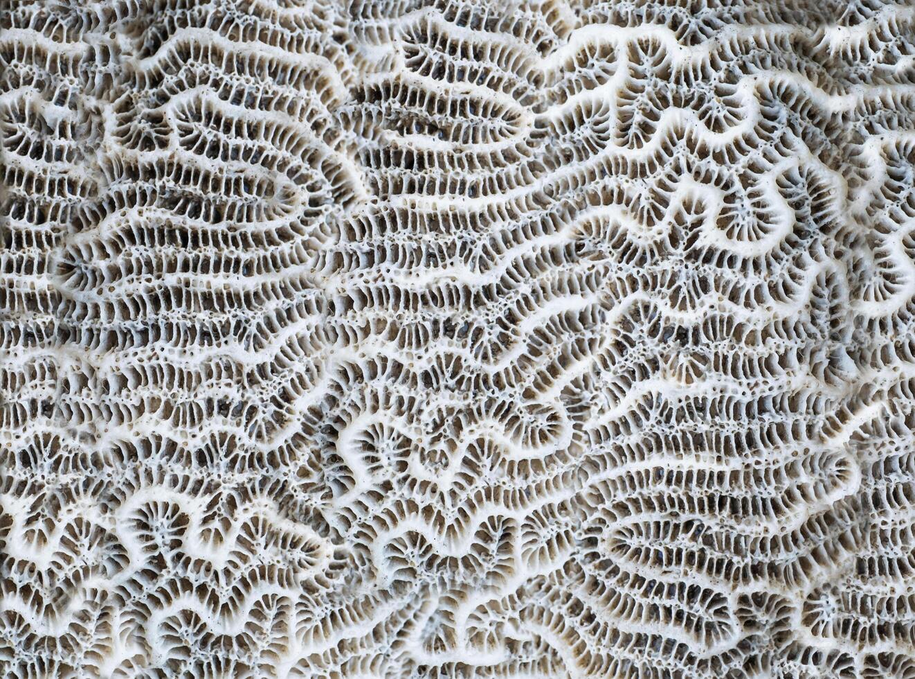 Macro photography. Abstract background coral photo