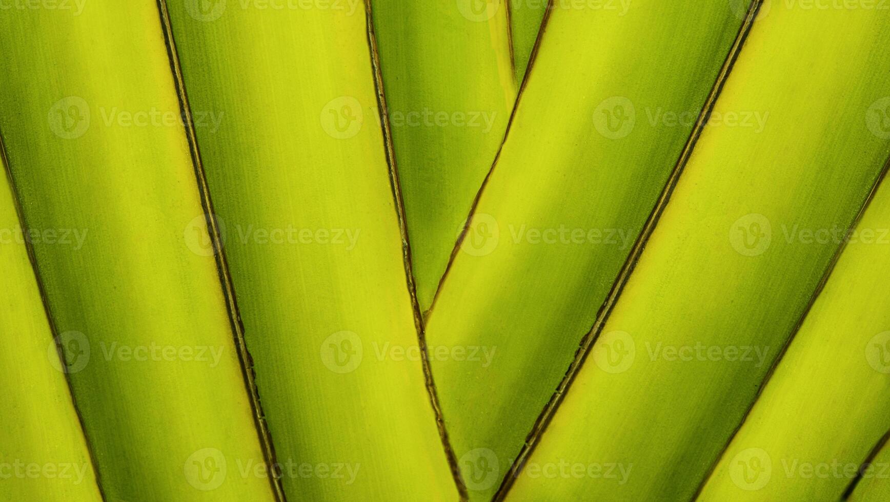 Abstract background nature palm tree trunk photo