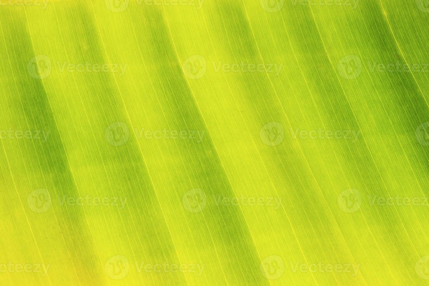 Abstract background nature leaf banana tree photo