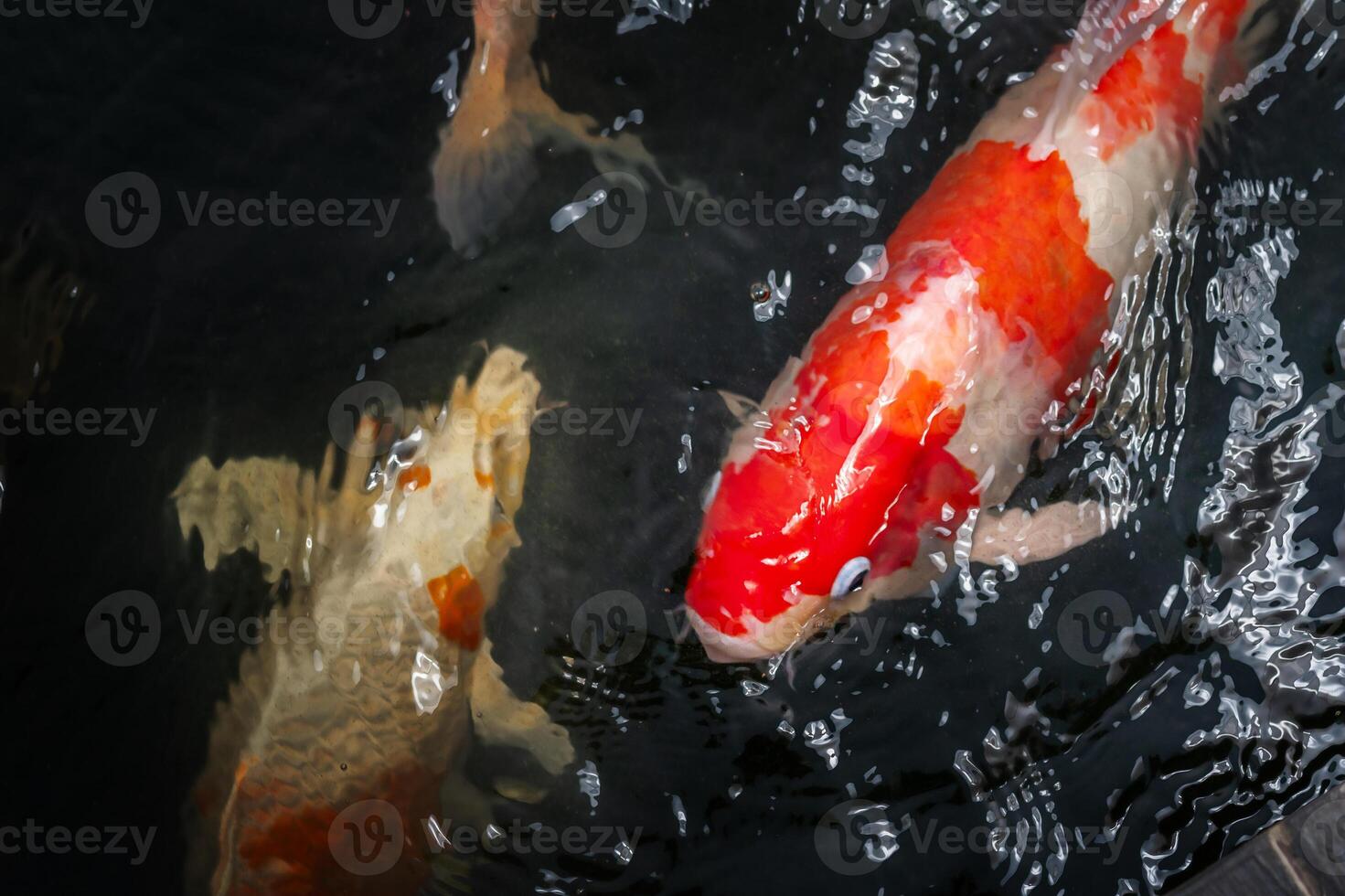 Koi carp fish in the pond photo