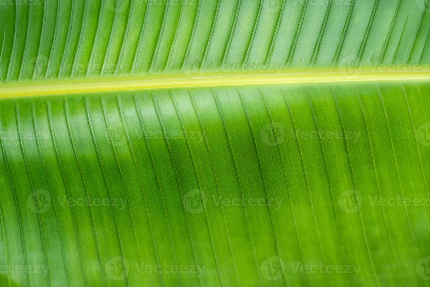 Banana leaf close-up. photo
