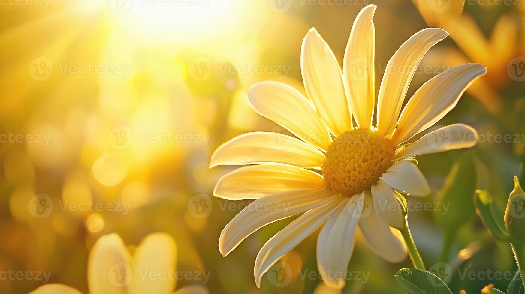 Daisy on Sunrise photo