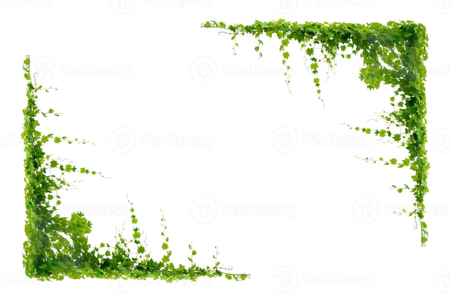 vine frame leaf vine isolates on a white background photo