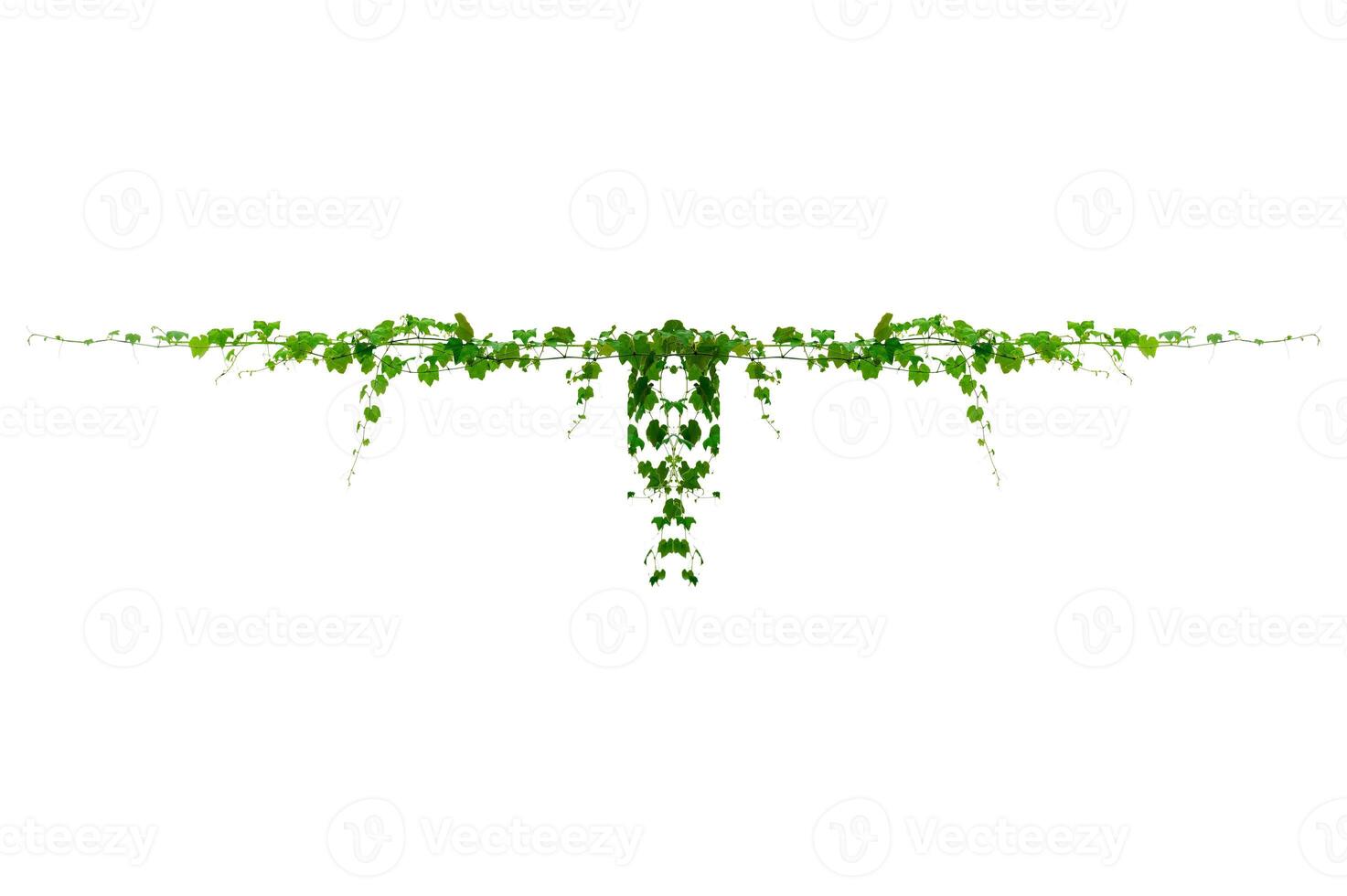 vine frame leaf vine isolates on a white background photo