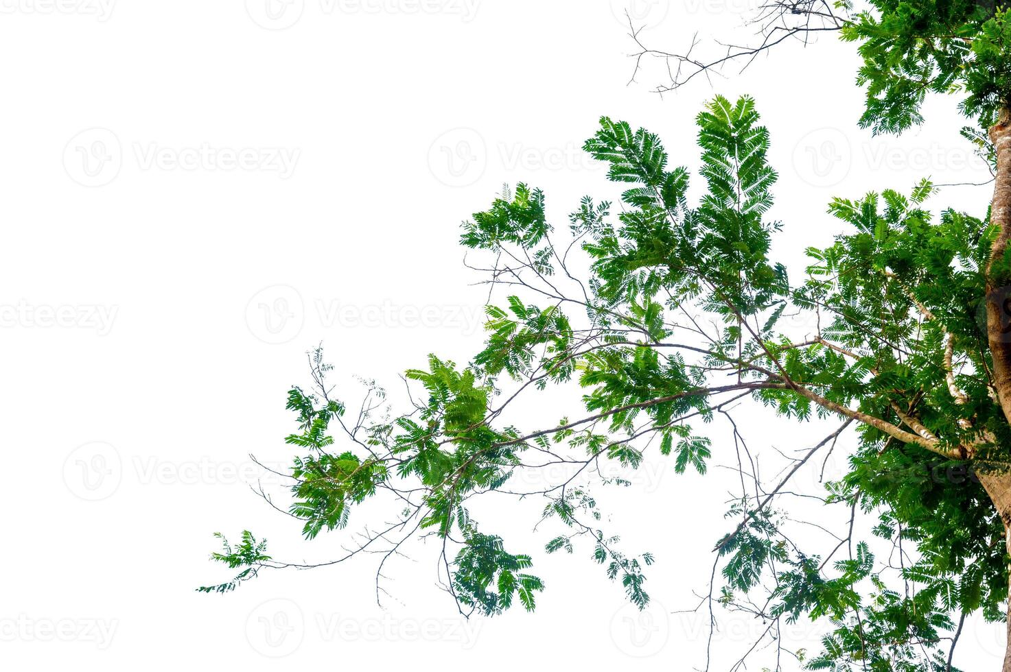 green tree branch isolated. New green leaves on a linden branch. Young fresh foliage of linden tree. Set of isolated object on a white background. Spring time Fresh green leaves branch isolated photo