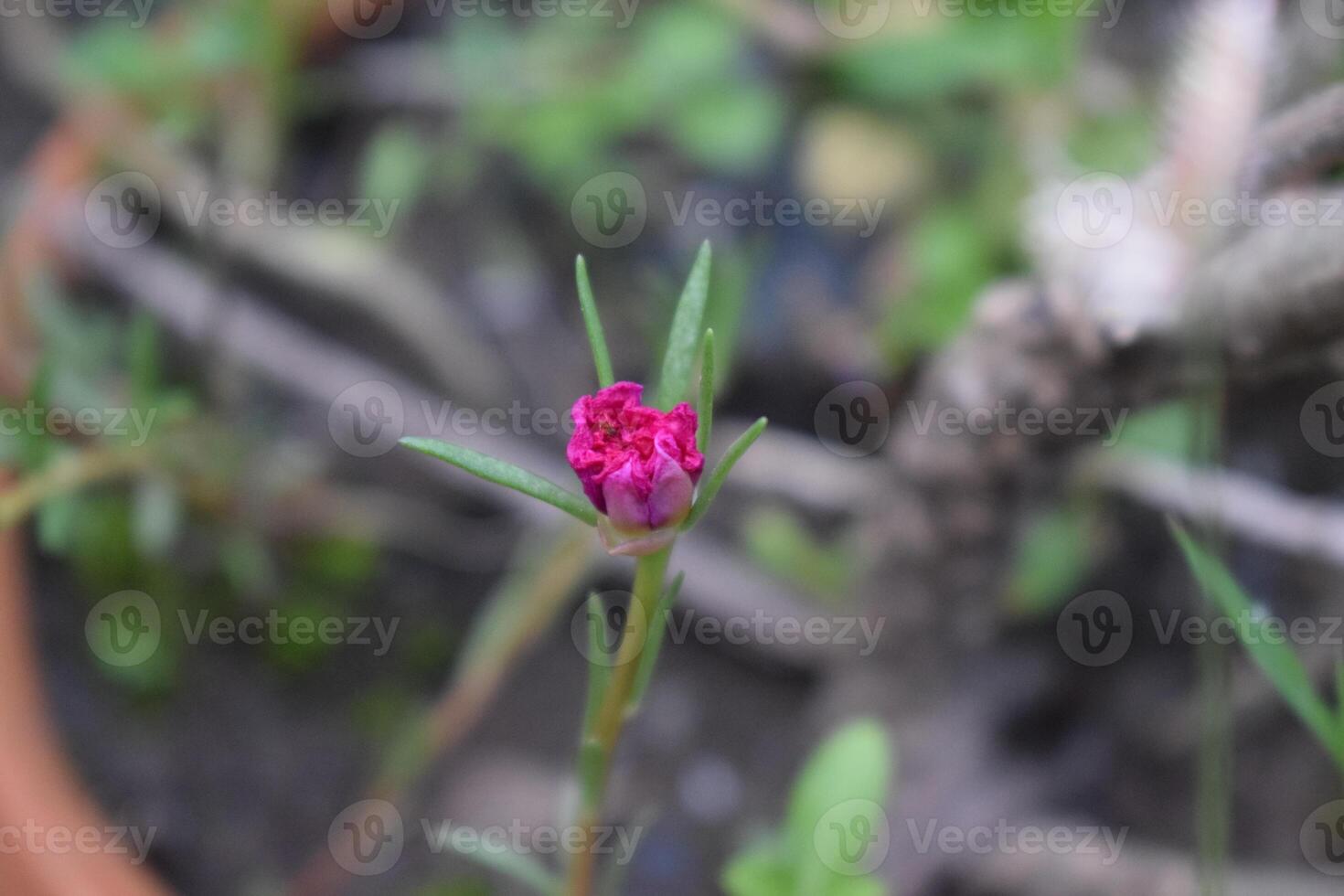 Madagascar periwinkle-Rosy Periwinkle-Catharanthus roseus photo
