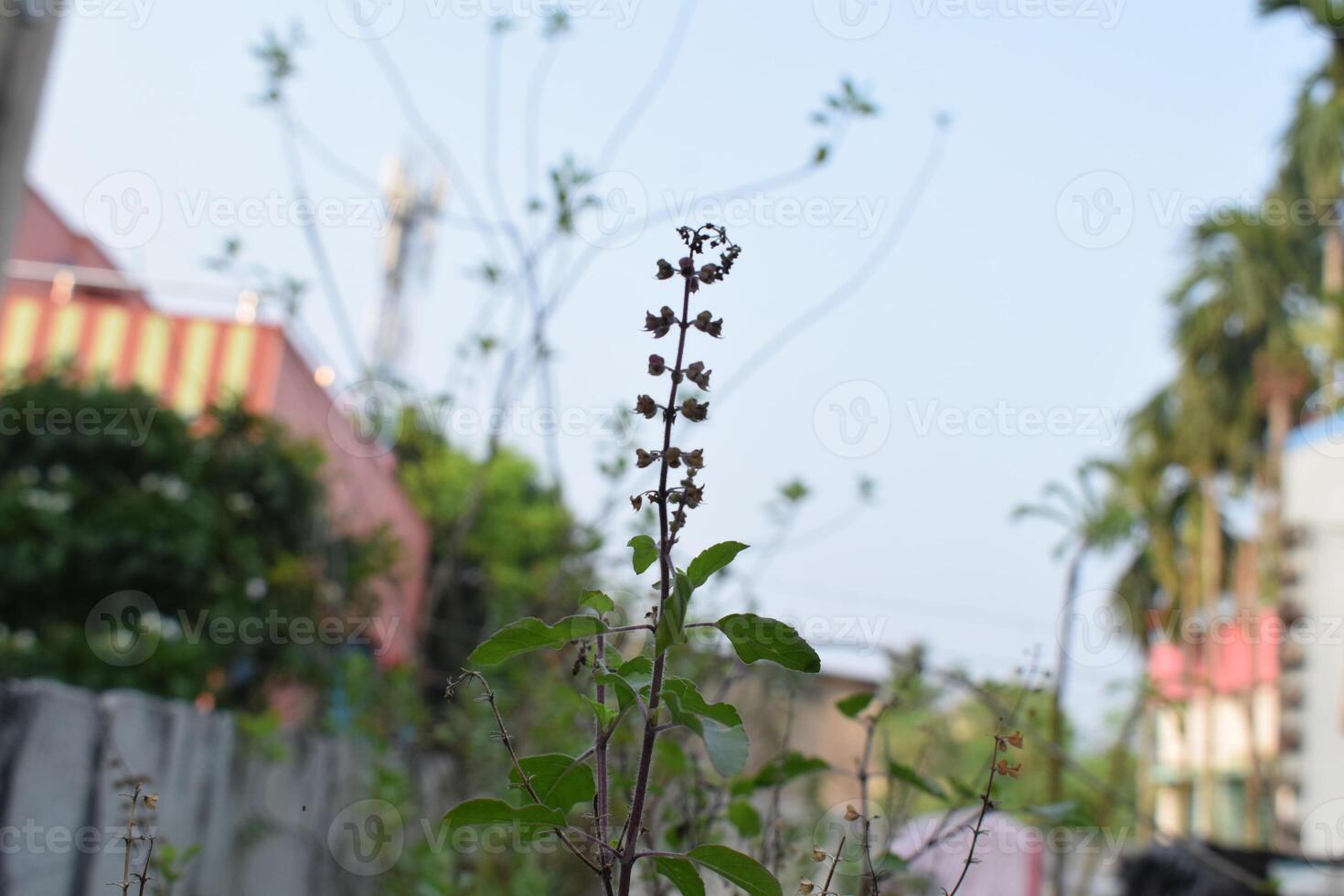 a plant with flowers that say dandelion on it photo
