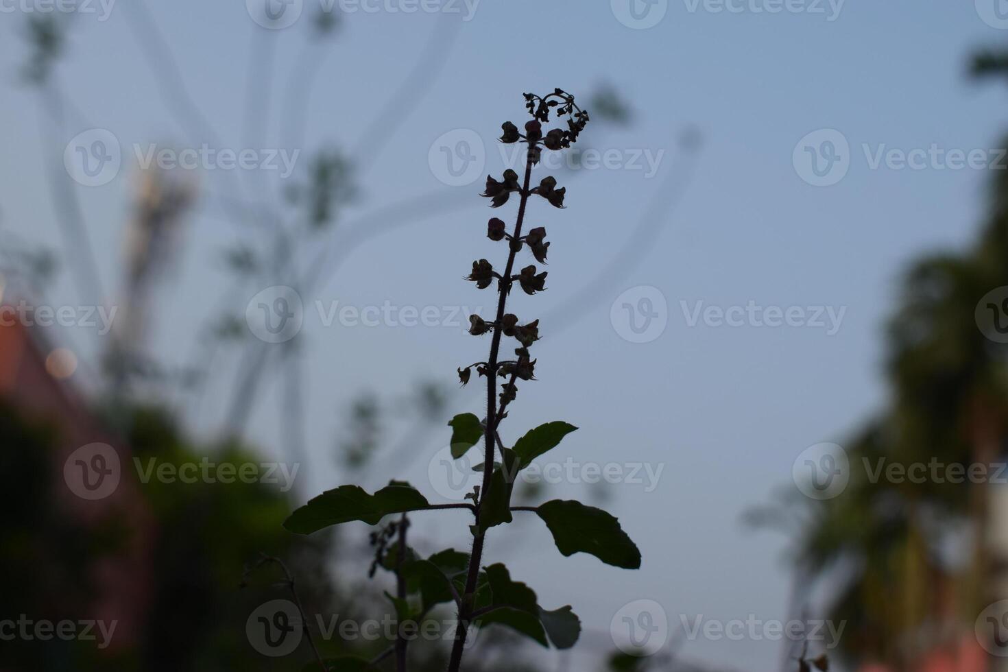 a plant with flowers that say dandelion on it photo