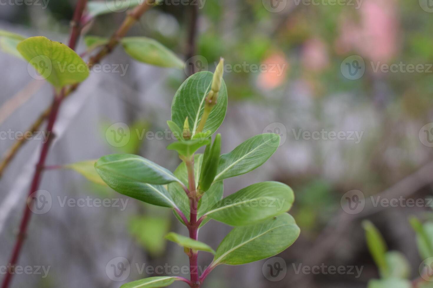 a close up of a leaf with a few leaves photo