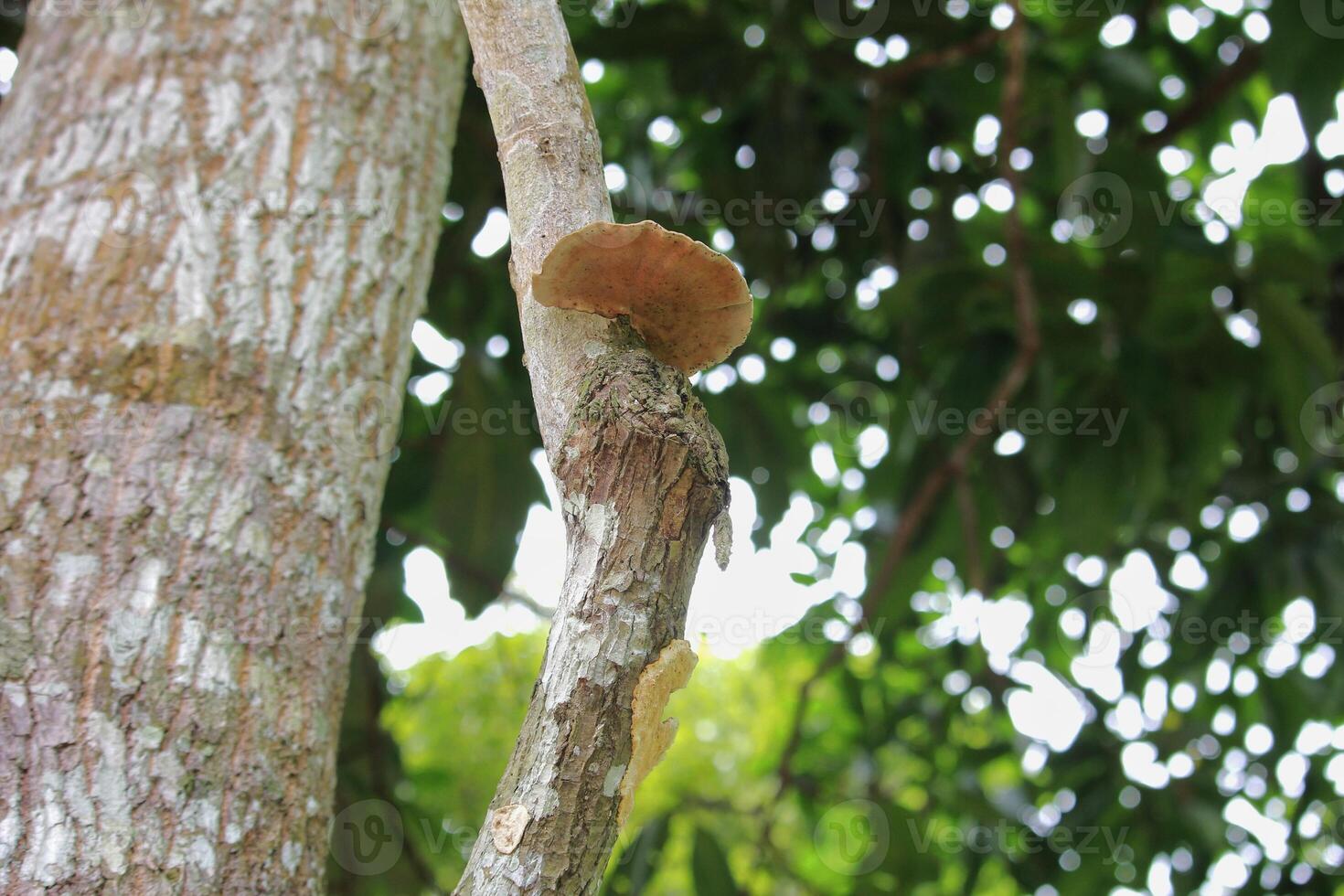 Close-up of fungus attached to a tree trunk in a natural forest environment photo