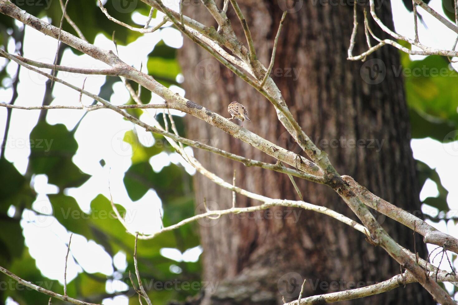 Small Bird Perched on Branch with Large Tree and Green Leaves Background photo