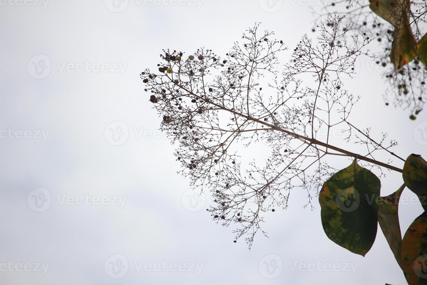 Teak tree flowers on the tips of young branches, white sky background photo