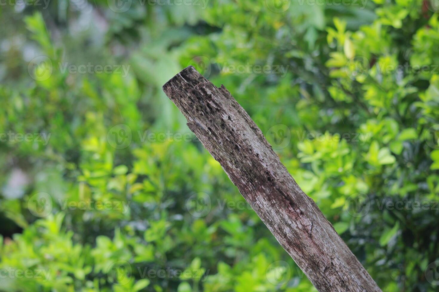 A weathered wooden log extending over a blurred green background, showcasing the contrast between nature and organic textures photo
