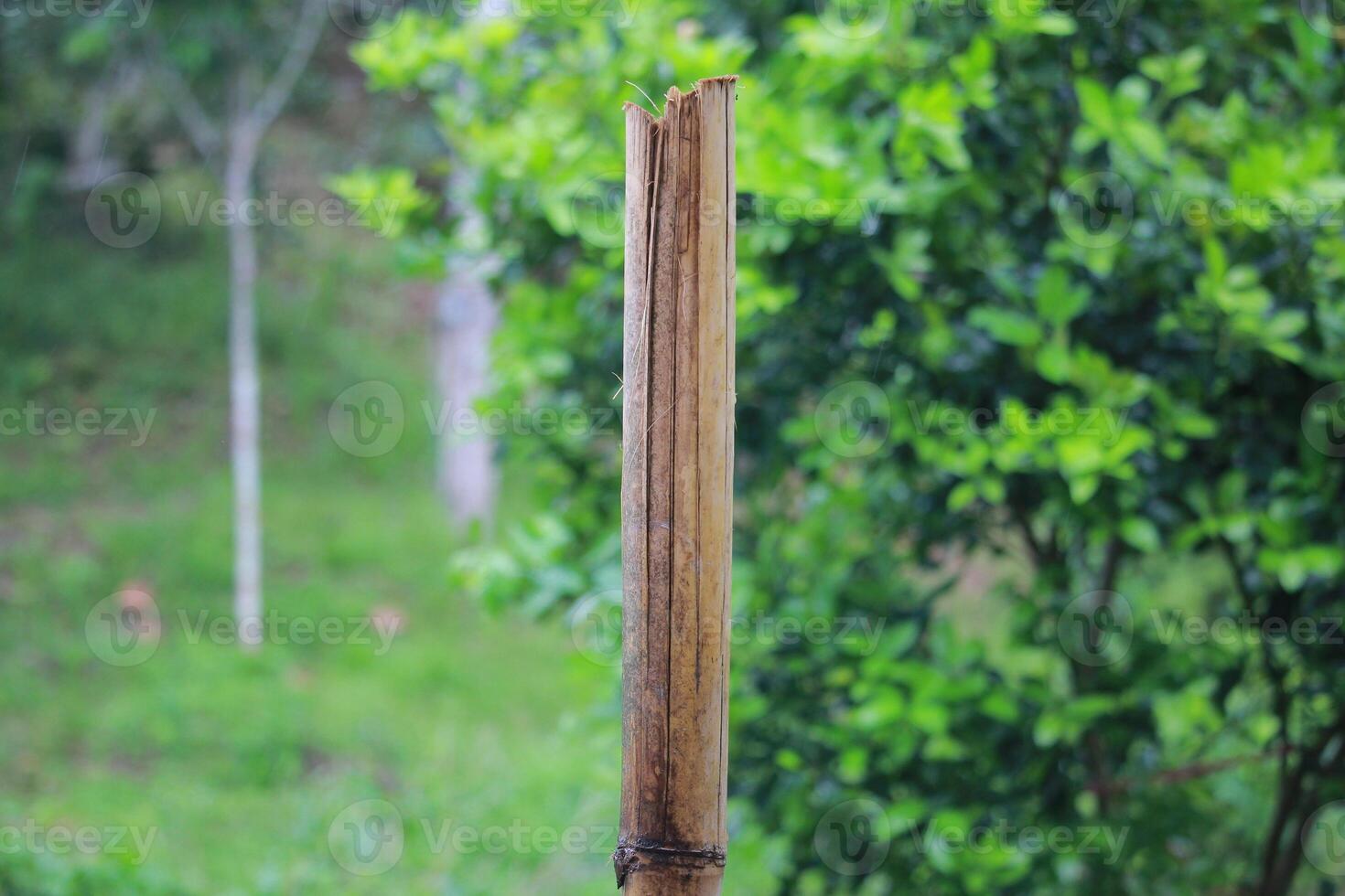 Vertical bamboo stalk standing against a vibrant green natural background photo