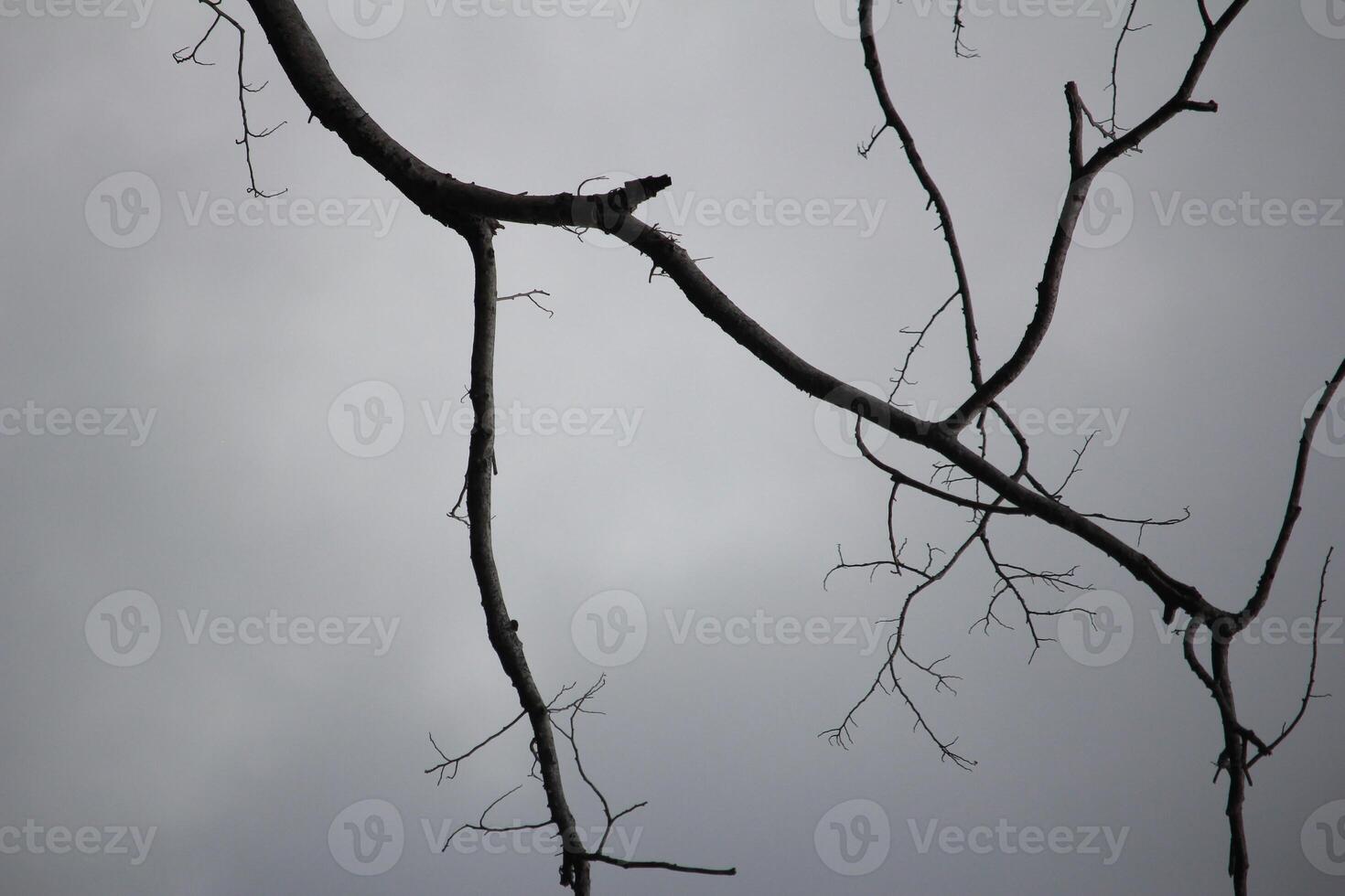A stark image of bare tree branches set against a moody, overcast sky, evoking feelings of simplicity, solitude, and calm photo